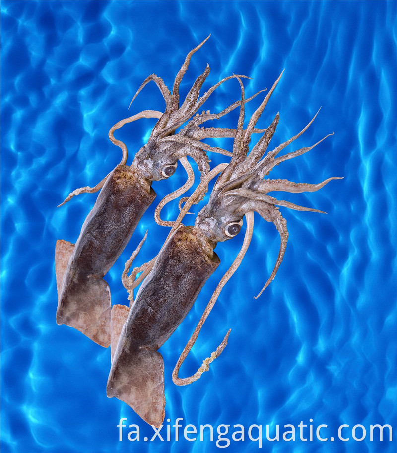 دوسیدیکوس گیگاس Dosidicus Gigas